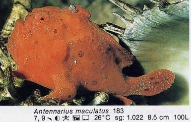 Antennarius maculatus